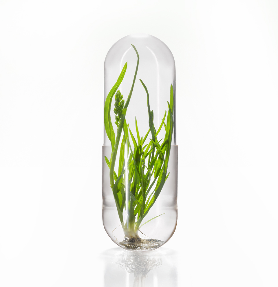 Capsule HPMC